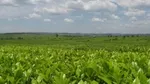 tea field