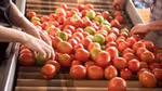 Hellmanns' tomatoes