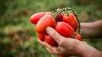 Pair of hands holding a bunch of ripe tomatoes.