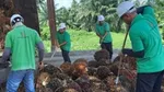 Men harvesting palm oil.