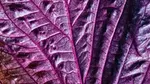 Close-up of purple cabbage leaf.