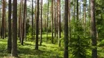green forests full of trees with clear blue sky