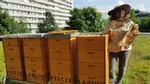 Poland Beekeeping